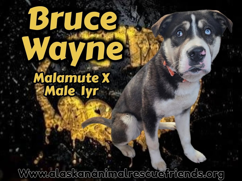 Bruce Image