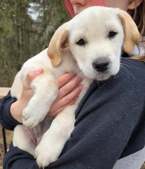 NOVA - Labrador Retriever available for adoption