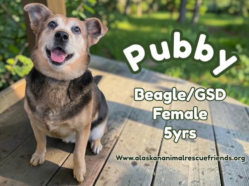 PUBBY - Beagle / German Shepherd Dog available for adoption