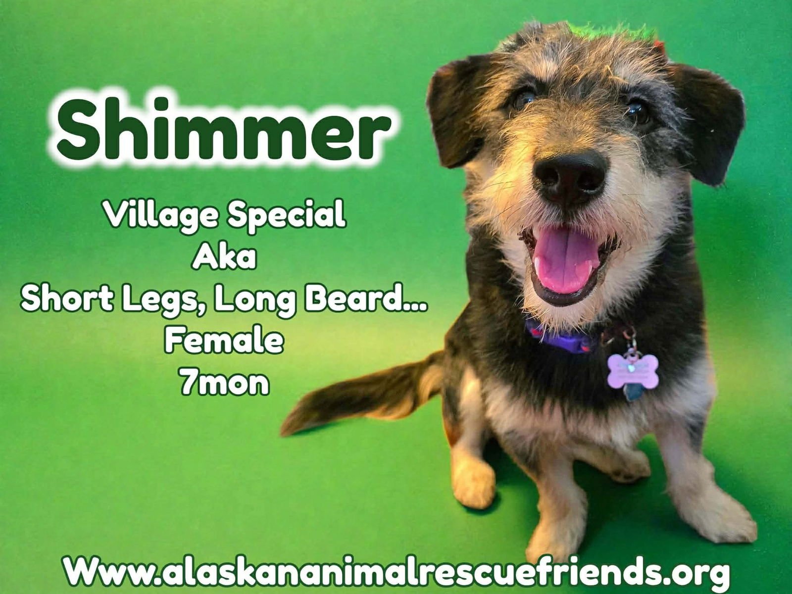 SHIMMER - Terrier for adoption in Anchorage