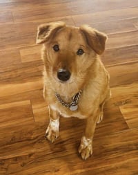 Jake - Photo 1