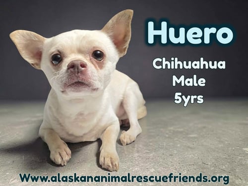 HUERO - Chihuahua available for adoption