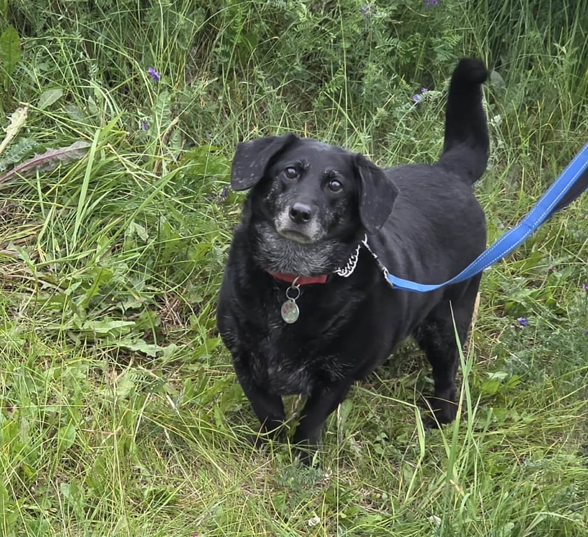 Daisy Bella Image