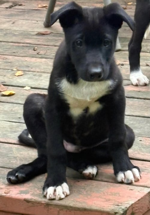 PENGUIN - Husky / Labrador Retriever for adoption in Anchorage