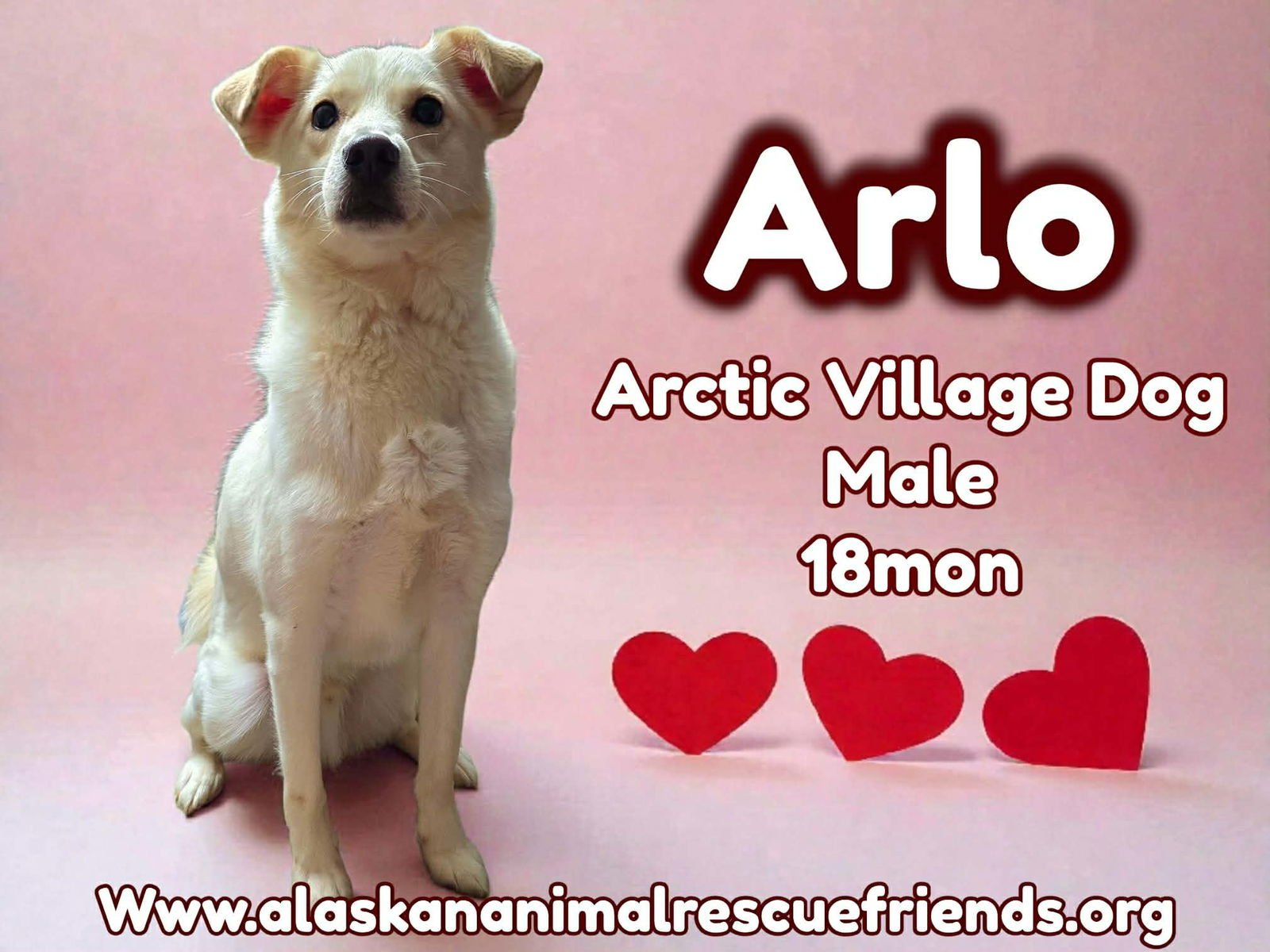 ARLO - Husky for adoption in Anchorage