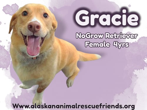 GRACIE - Labrador Retriever / Corgi available for adoption