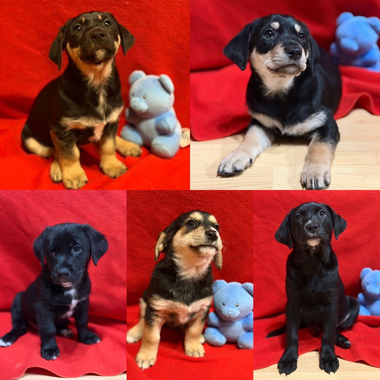 LUCKY'S CHARMS - Pomeranian / Labrador Retriever for adoption in Anchorage