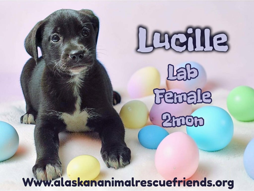 Lucille Image