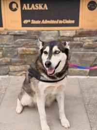 Skye - Photo 7