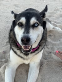 Skye - Photo 3