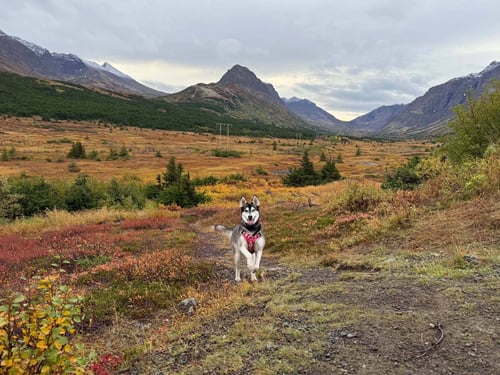 SKYE - Husky available for adoption