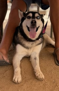 Skye - Photo 2
