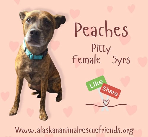 PEACHES - Pit Bull Terrier available for adoption