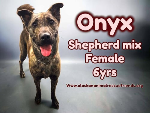 ONYX - Belgian Shepherd Malinois / Labrador Retriever for adoption in Anchorage