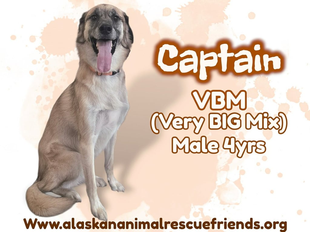 Captain Image