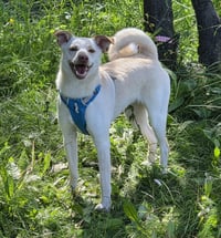 Willow - Photo 1