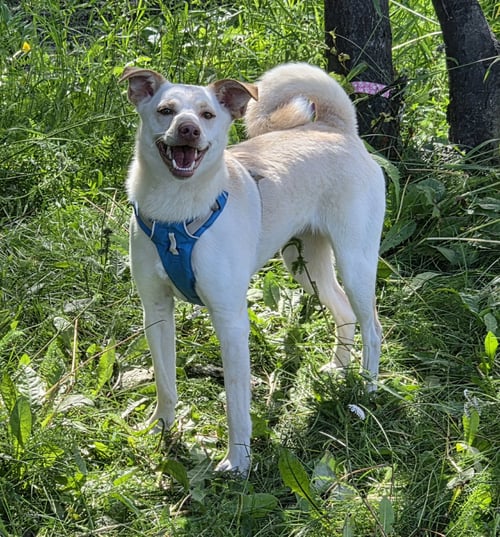WILLOW - Shiba Inu for adoption in Anchorage