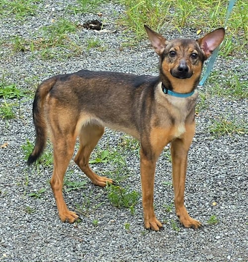 PEBBLES - Shiba Inu available for adoption