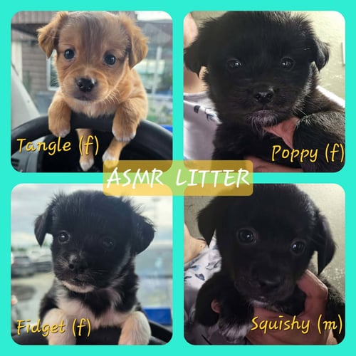 ASMR LITTER - Spaniel available for adoption