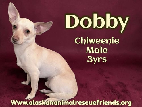DOBBIE - Chihuahua / Dachshund available for adoption