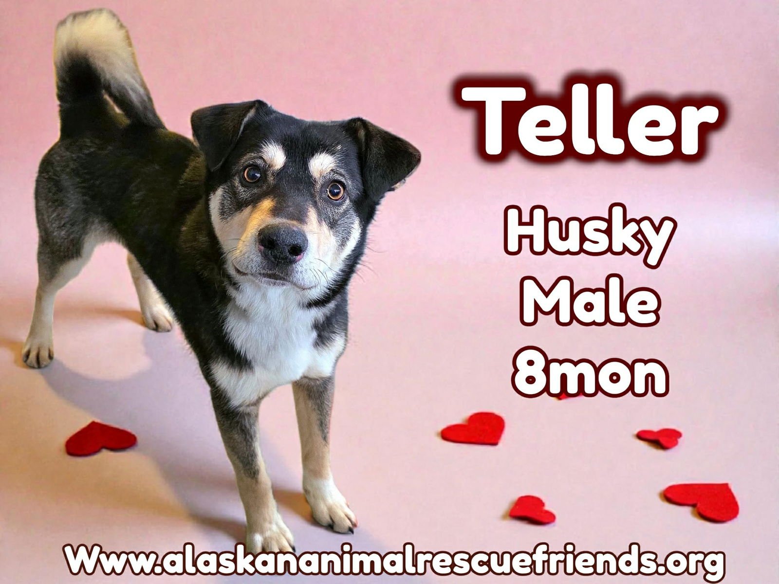 TELLER - Husky for adoption in Anchorage