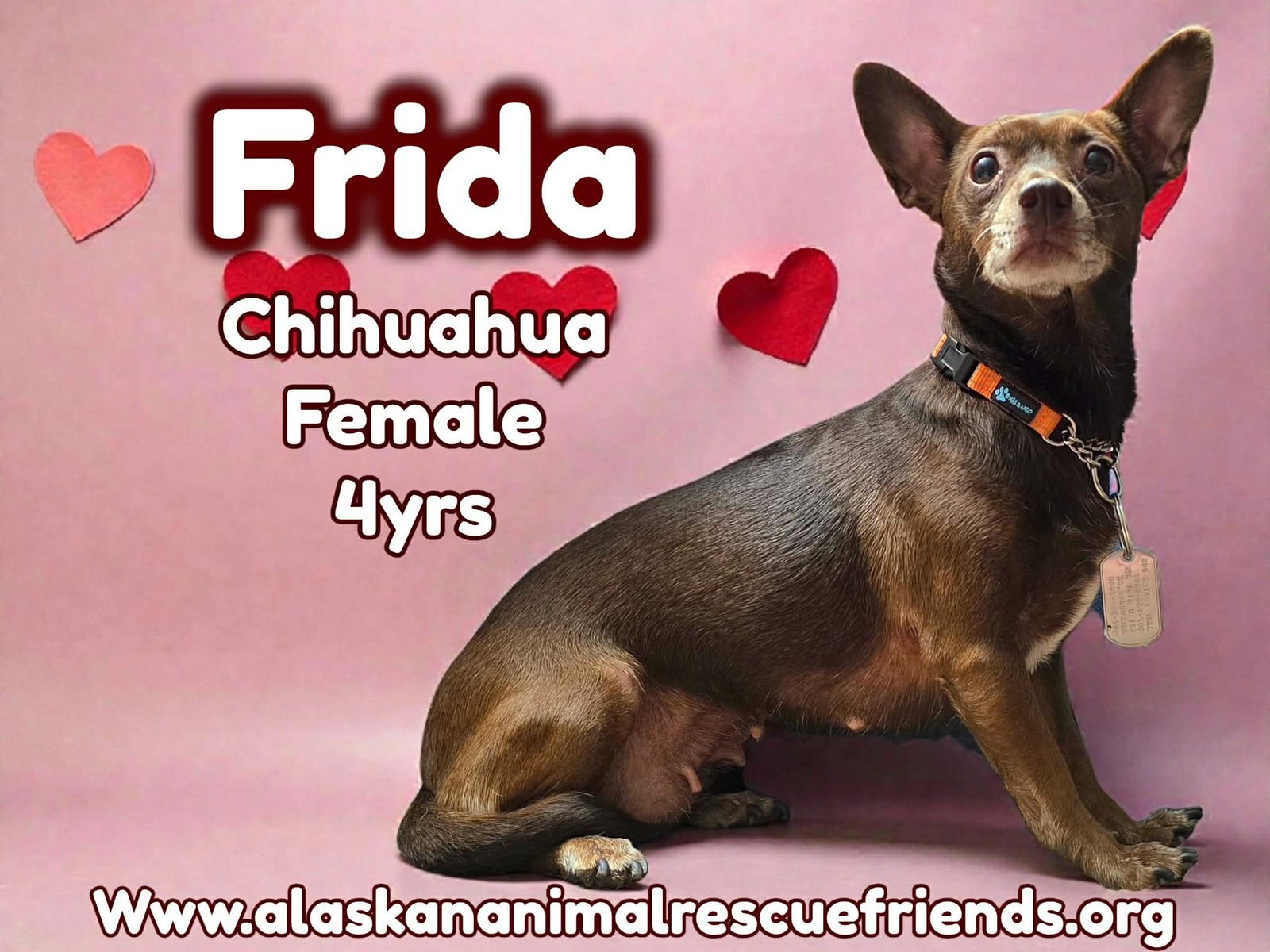 FRIDA - Chihuahua for adoption in Anchorage