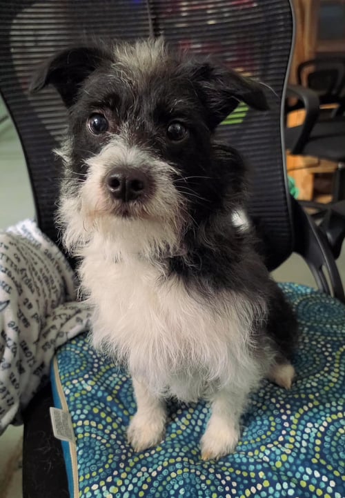LUNA - Yorkshire Terrier Yorkie / Jack Russell Terrier for adoption in Anchorage