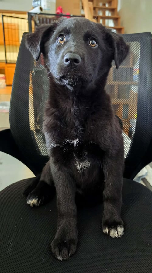 EMBER - Labrador Retriever for adoption in Anchorage