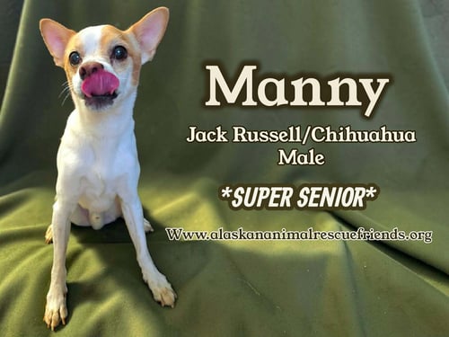 MANNY - Jack Russell Terrier / Chihuahua for adoption in Anchorage