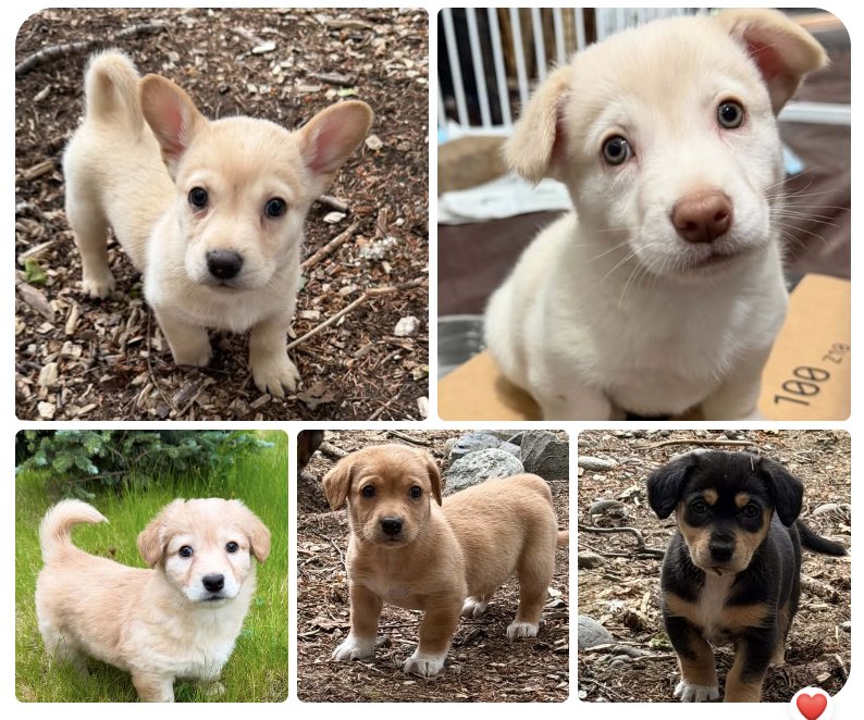 Destiny's Litter Image