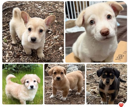 DESTINY'S LITTER - Dachshund for adoption in Anchorage