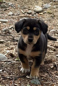 Destiny's Litter - Photo 2