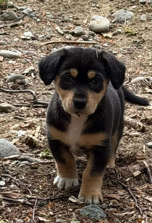 DESTINY'S LITTER - Dachshund available for adoption