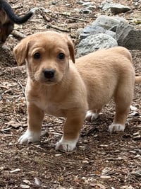 Destiny's Litter - Photo 3