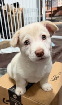 Destiny's Litter - Photo 4