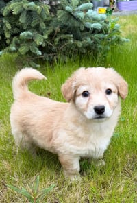 Destiny's Litter - Photo 5