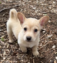 Destiny's Litter - Photo 6