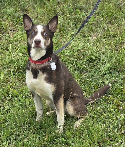 NALA - Husky for adoption in Anchorage