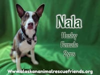 Nala - Photo 3