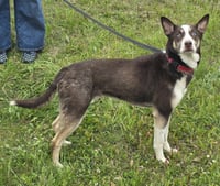 Nala - Photo 2