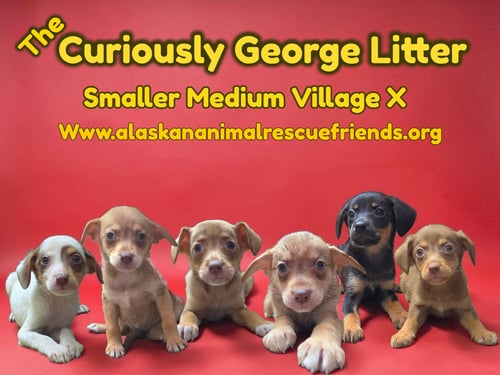 THE CURIOUSLY GEORGE LITTER - Australian Kelpie / Spaniel for adoption in Anchorage