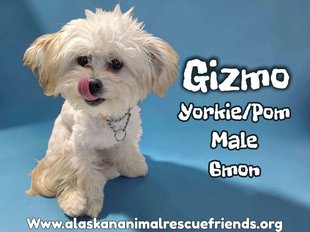 Gizmo Image