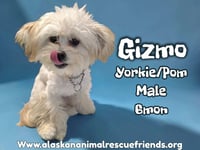 Gizmo - Photo 1