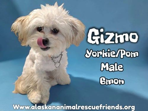 GIZMO - Yorkshire Terrier Yorkie / Pomeranian for adoption in Anchorage