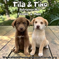 Tiko - Photo 2