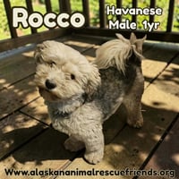 Rocco - Photo 1