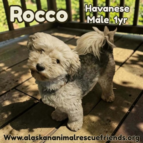 ROCCO - Havanese available for adoption