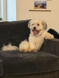 Rocco - Photo 2