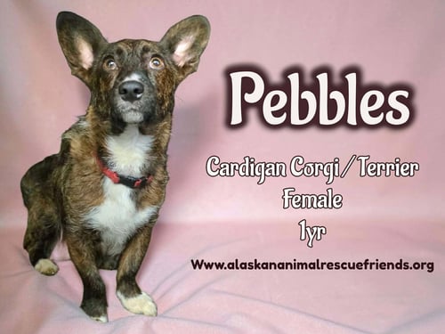 PEBBLES - Corgi / Terrier for adoption in Anchorage