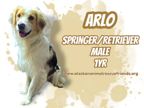 ARLO - English Springer Spaniel / Golden Retriever for adoption in Anchorage
